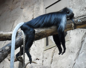 Affe im Zoo Hannover