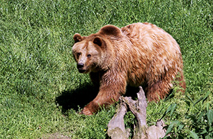 Bär im Wisentgehege Springe